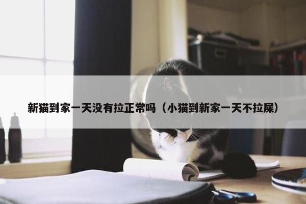 新猫到家一天没有拉正常吗（小猫到新家一天不拉屎）