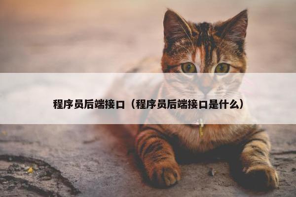 程序员后端接口（程序员后端接口是什么）