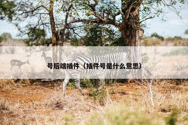 号后端插件（插件号是什么意思）