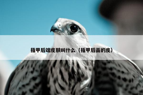 指甲后端皮肤叫什么（指甲后面的皮）