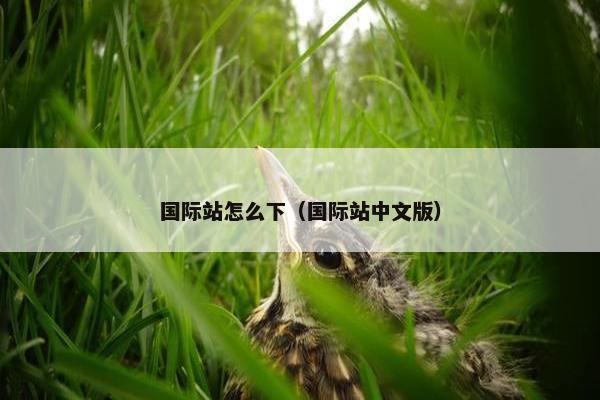 国际站怎么下（国际站中文版）