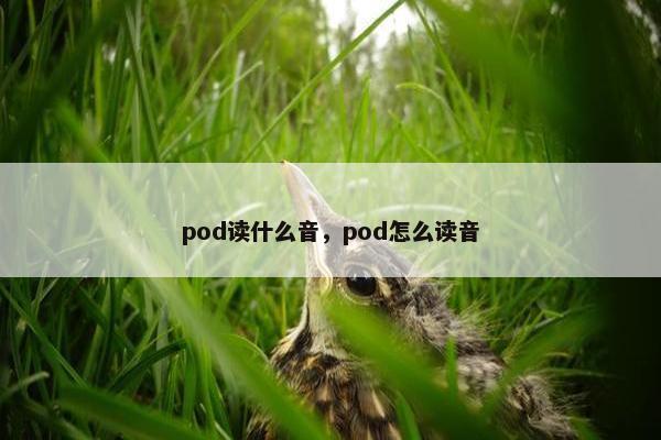 pod读什么音，pod怎么读音